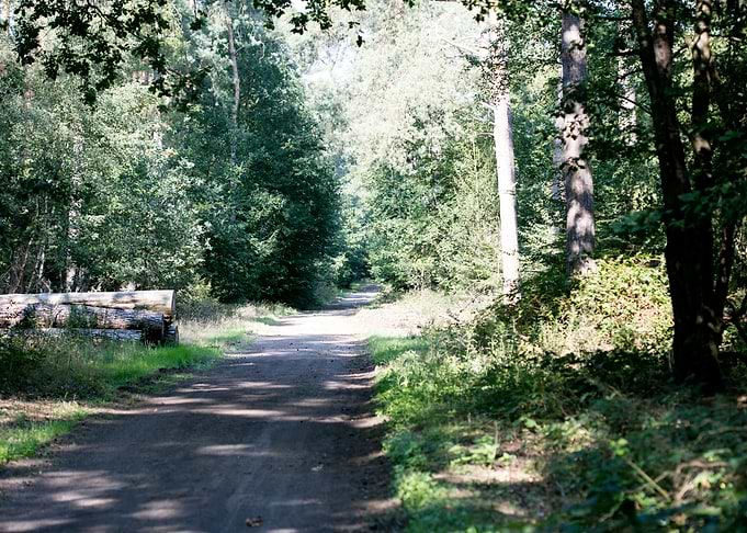 Wild forest empty roads