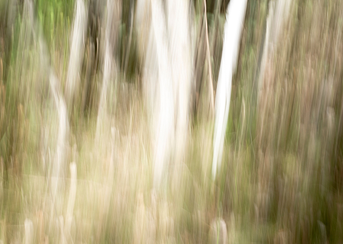 Panning Trees