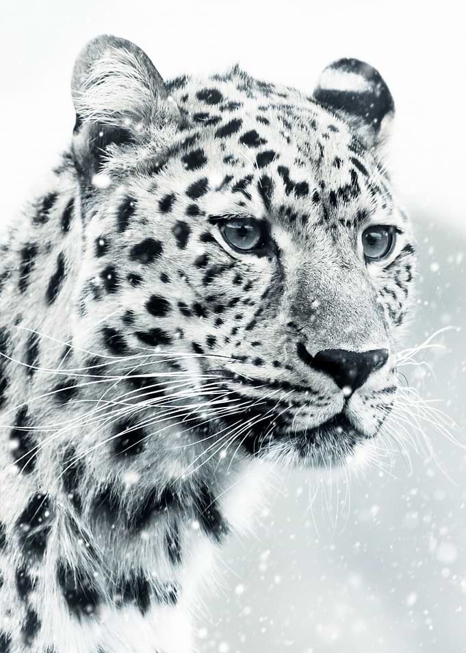 White Snow Leopard feline
