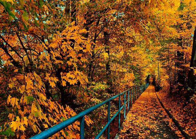 Colorful autumn