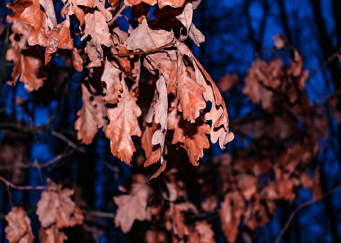 Leaves