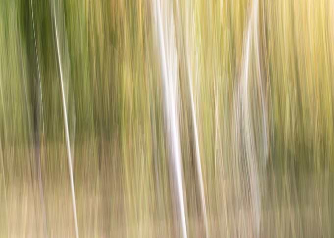 Panning Trees