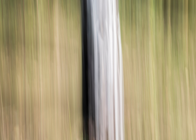 Panning Trees