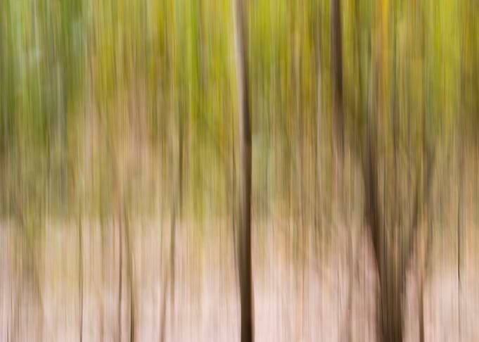 Panning Trees