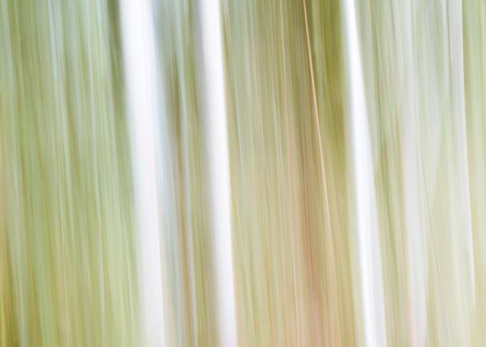 Panning Trees