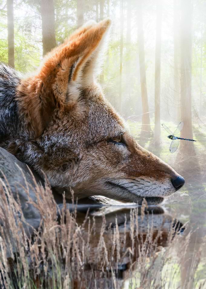 Red Fox and Dragonfly