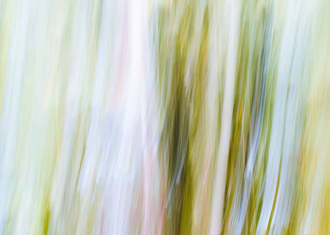 Panning Trees