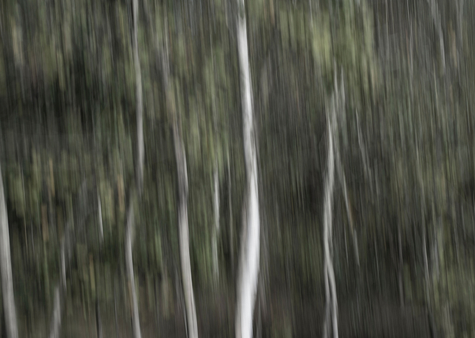 Panning Trees