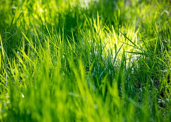 Grass leaves close up