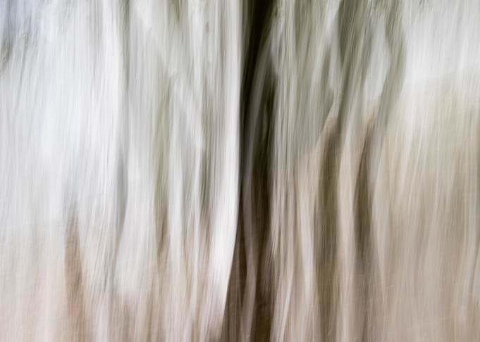Panning Trees