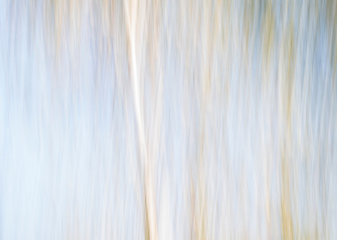 Panning Trees