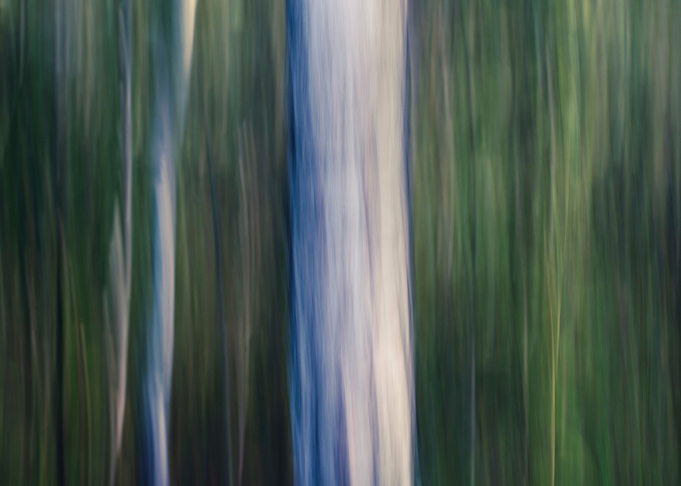 Panning Trees