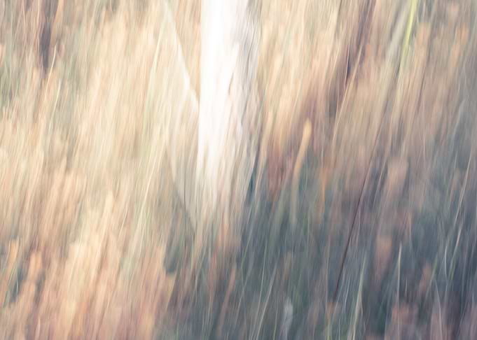 Panning Trees