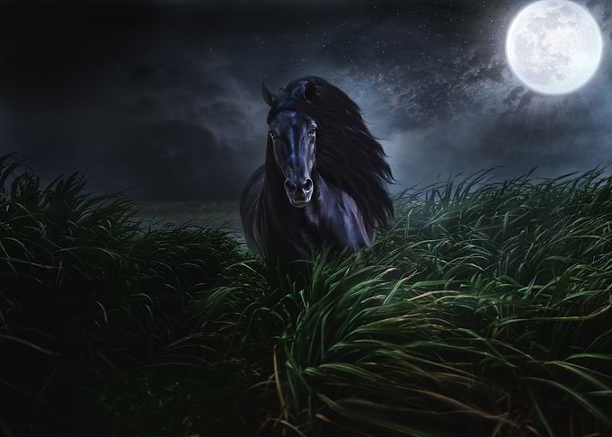 Wild horse