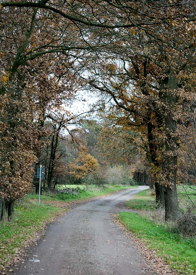 Wild forest empty roads