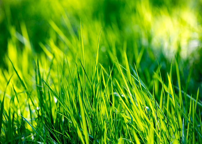 Grass leaves close up