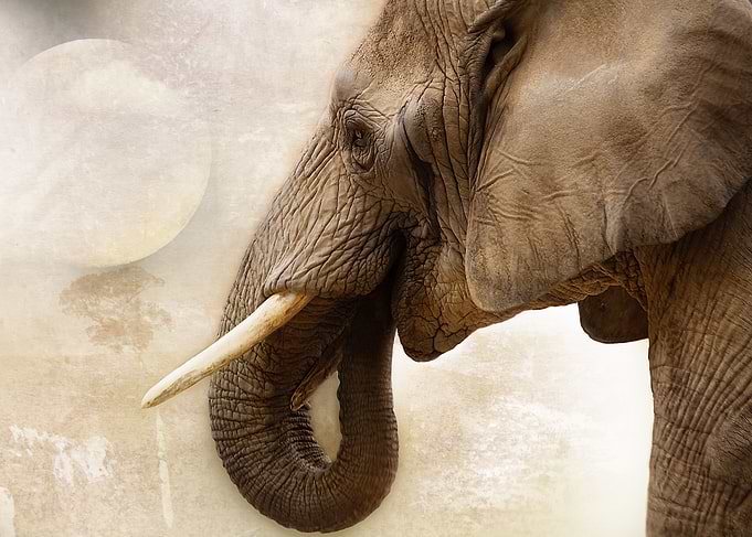 Elephant portrait