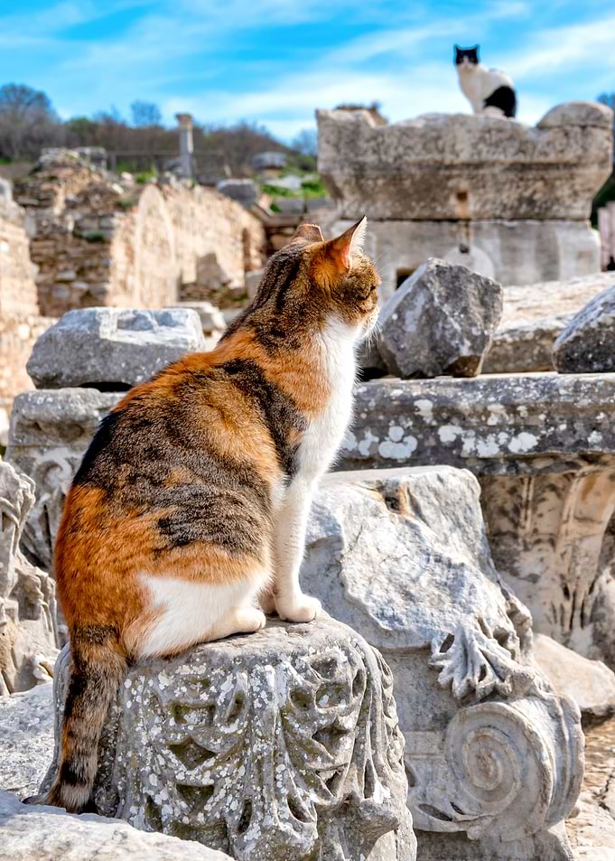 Cats in the ruins of Ephes