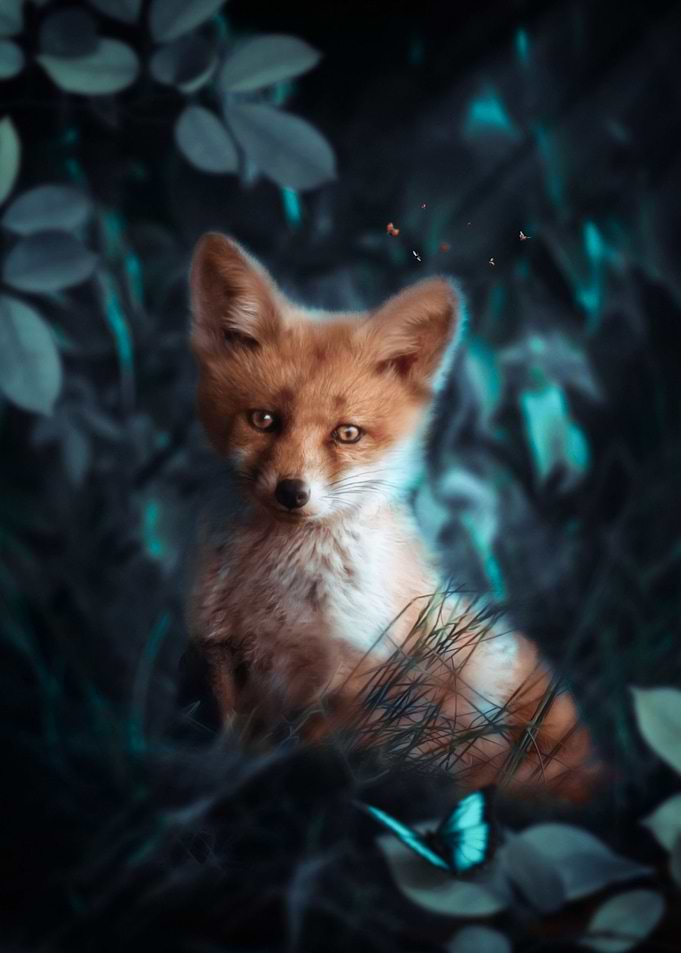 Baby fox and butterfly