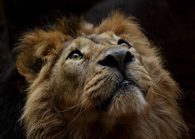 African Beauty