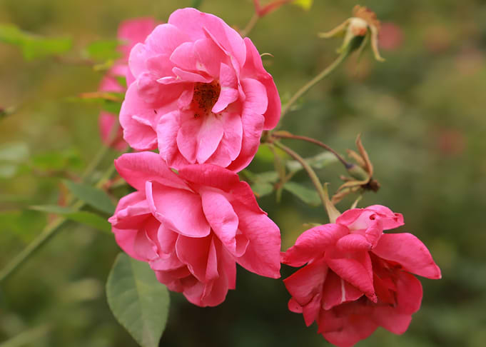 Pink rose Flowers