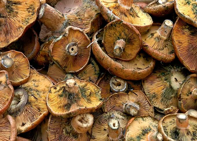 Fresh Mushrooms