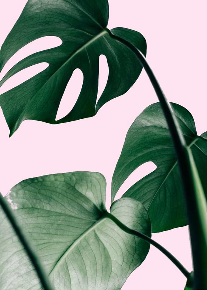 Monstera