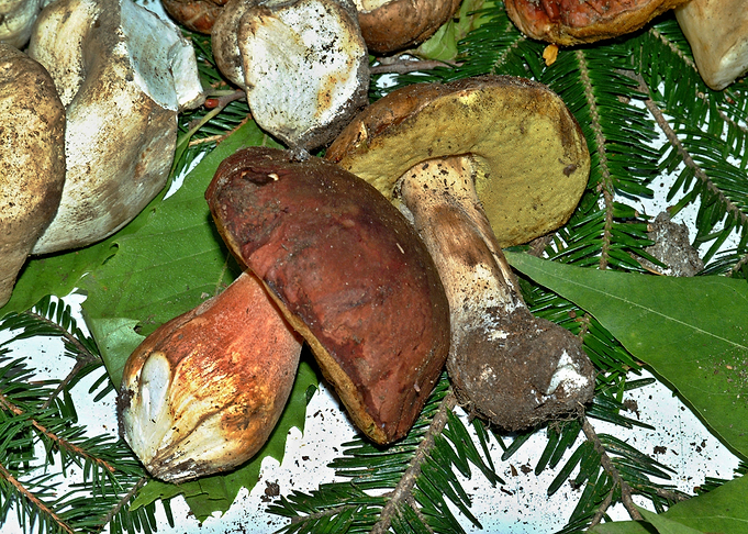 Boletus Mushroom