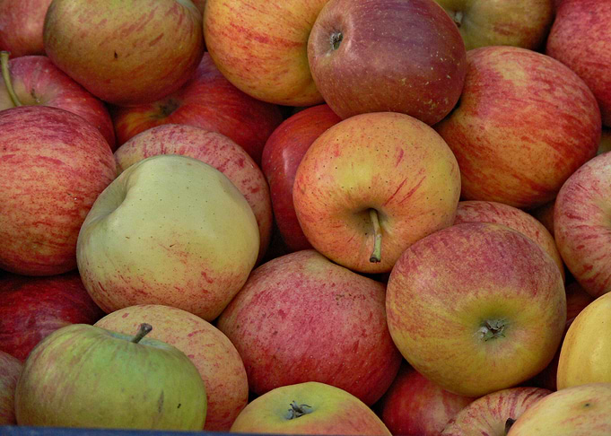 Fresh Apples