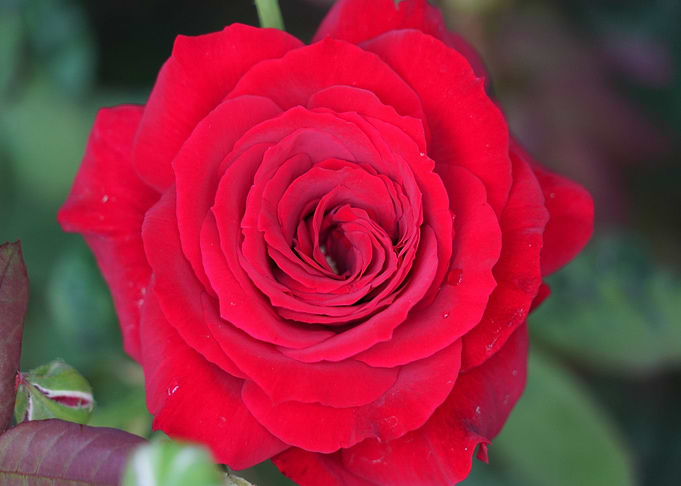 Big red Rose Flower