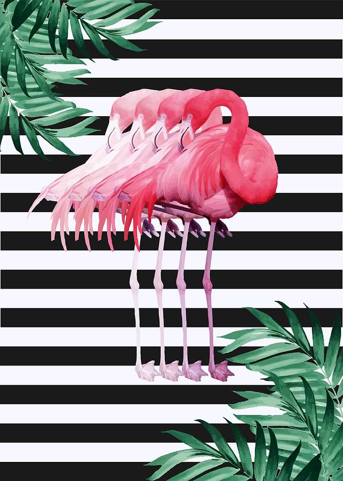 Flamingo