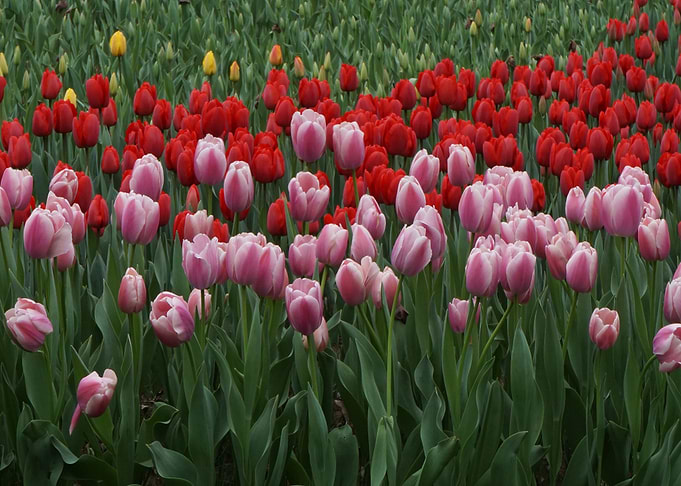 Tulps Flowers Spring