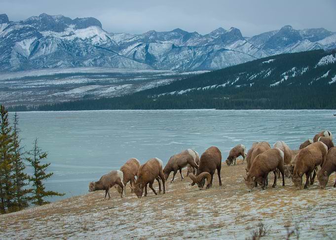 Big Horn Sheep Grazing