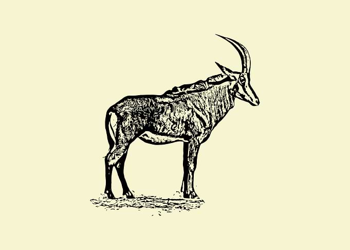 Roan antelope