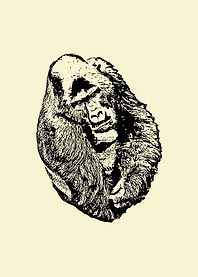 Gorilla portrait 2