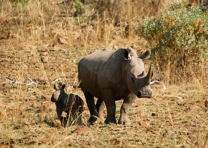 Family rhino