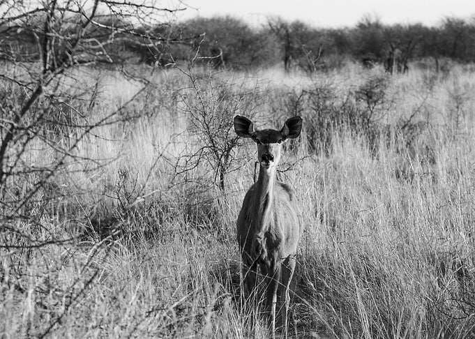 Gazelle is watching us