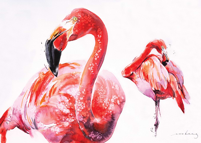 Flamenco Wader