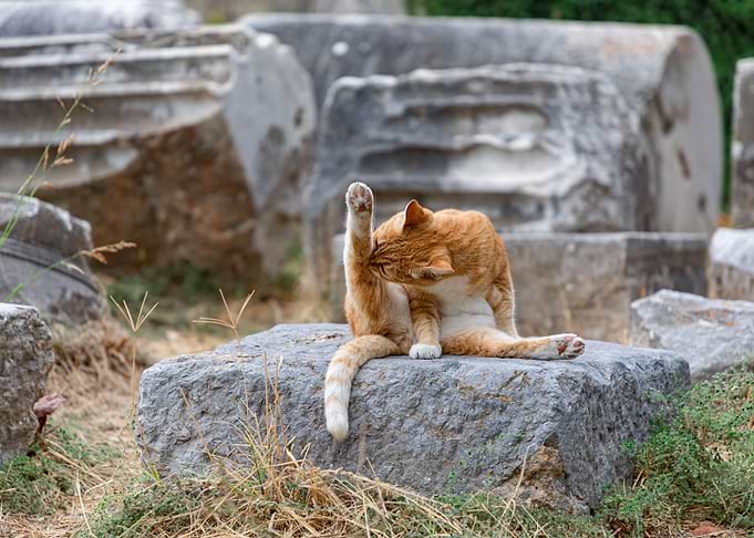 Clean Cat Tactics