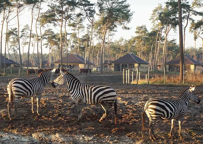 Wildlife at Beekse bergen