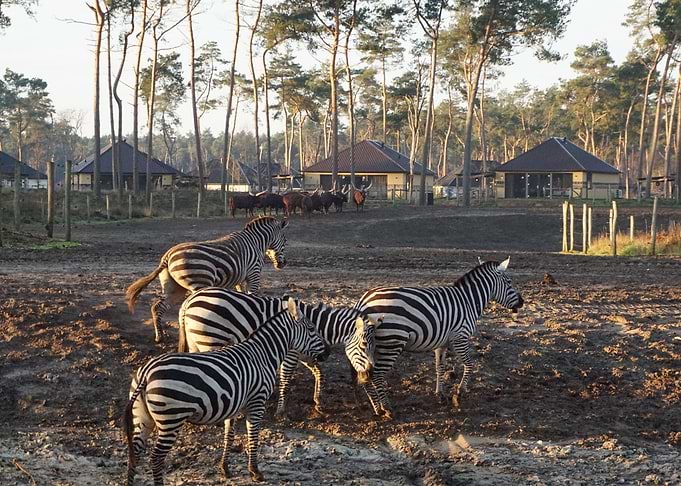 Wildlife at Beekse bergen