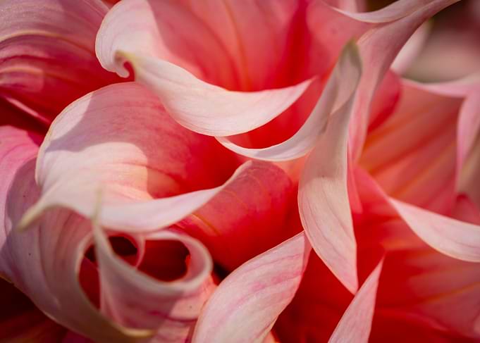 Pink Flower