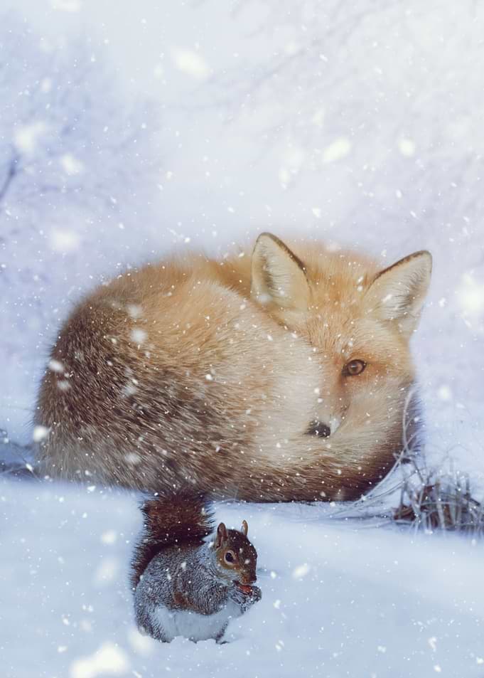 Fox and Squirrel in winter