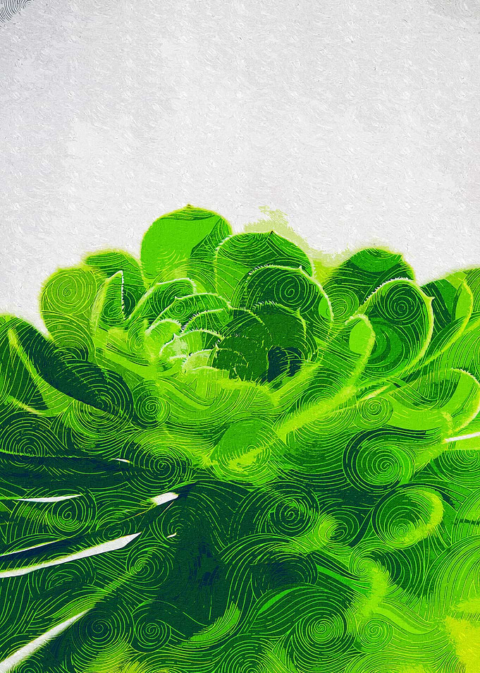 Close Up Succulent Plant