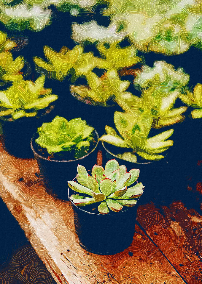 Potted Succulents On Table
