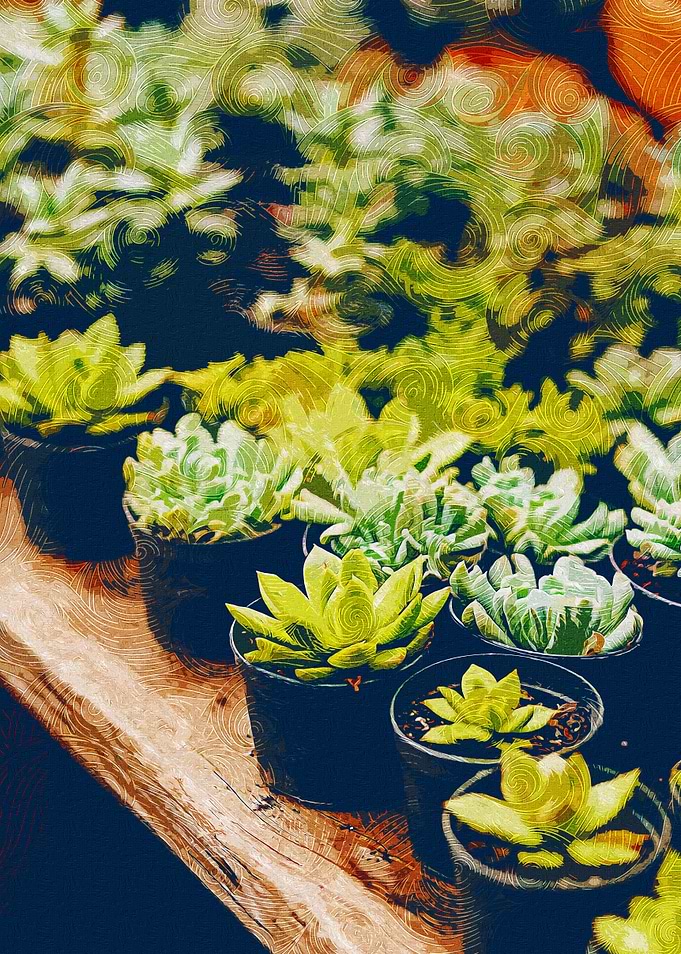 Lots of Succulent Plants
