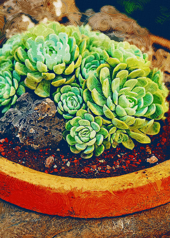Tiny Succulent Plants