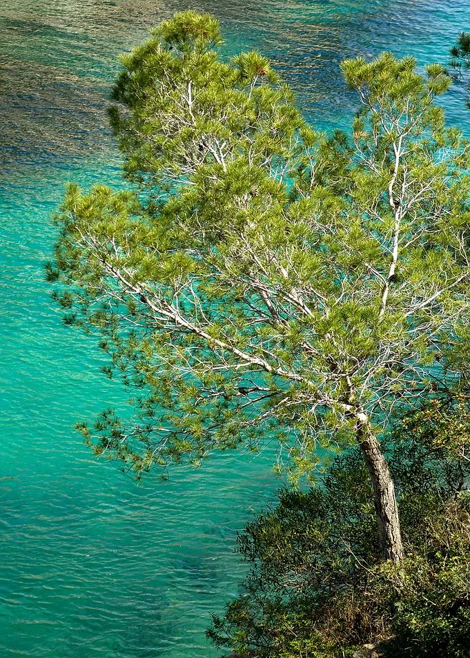 Spruce on the Mediterranea