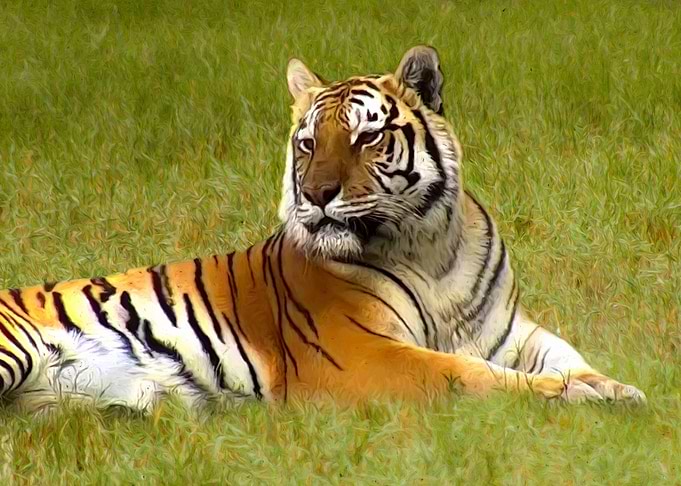 Lying tiger