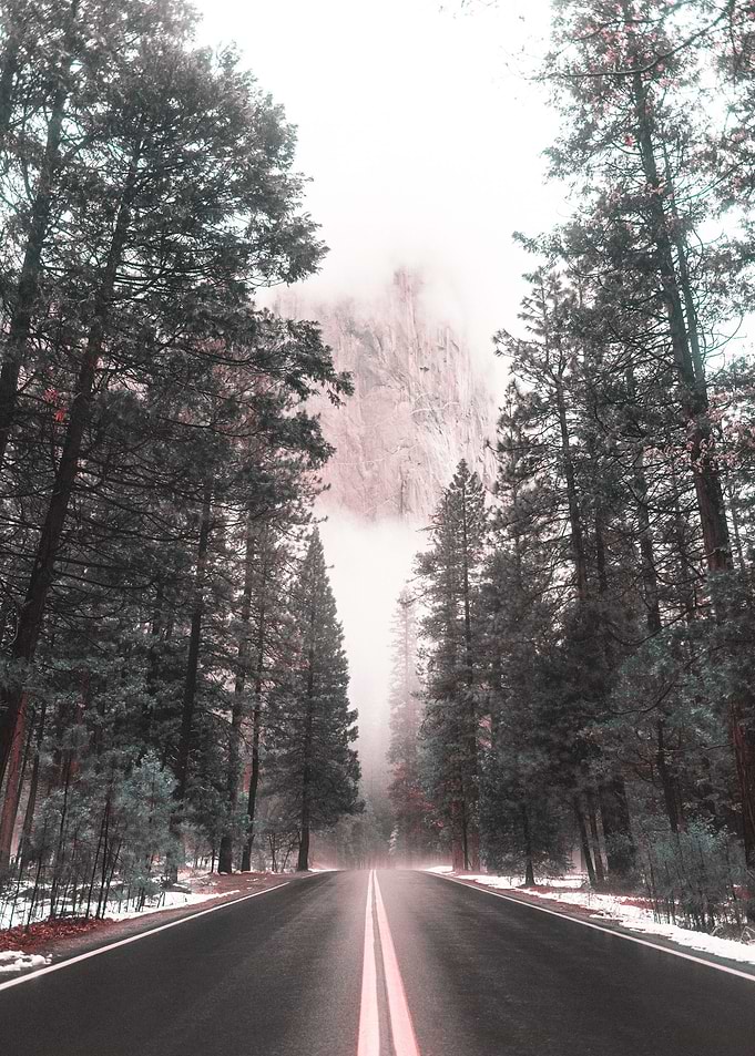 nature forest